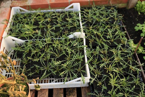 Wild rocket plants almost ready