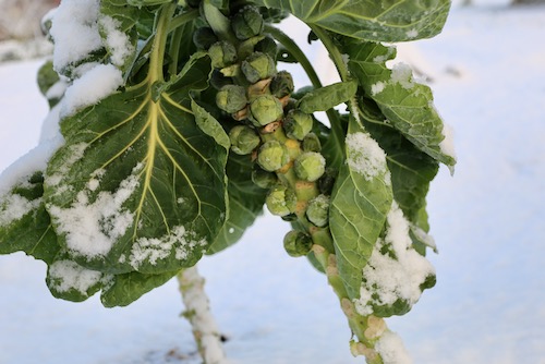 Braemar F1 Brussels sprouts 25th January