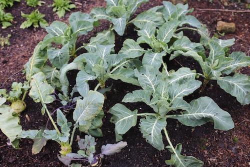 Cauliflower after frost, Medallion