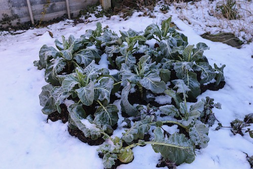 frosted cauliflower behind kohlrabi