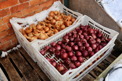 Sturon multisown onions at back and Robelja in front