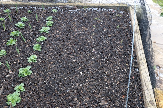 Spinach slug eaten but corn salad is good