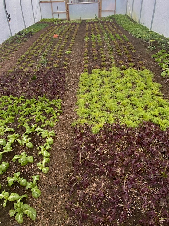Polytunnel salads are well frozen