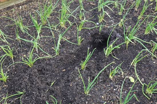 Rabbits like digging