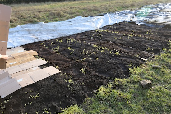 Cardboard and a little more compost on the grass