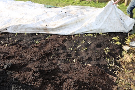 Grass growing through, where no cardboard mulch