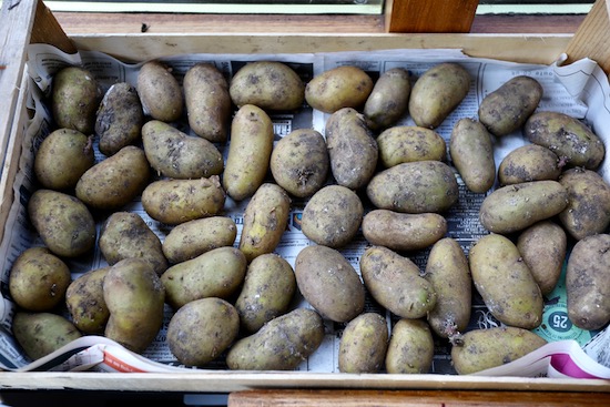 Seed potatoes in light