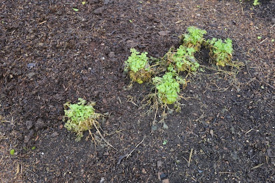Before harvest, some celeriac which grew under sweetcorn