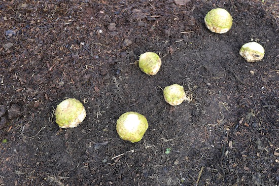 The harvest after trim and wash
