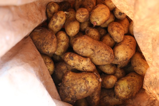 Potatoes stored seven months already