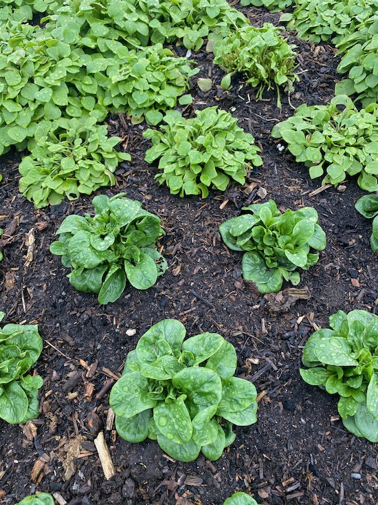 Outdoor salad plants corn salad, winter purslane
