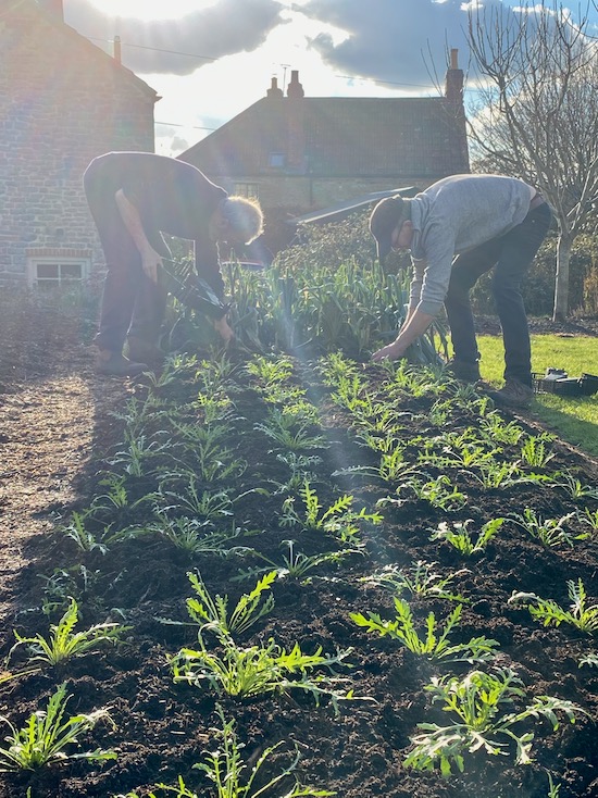 Transplanting wild rocket in a no dig but