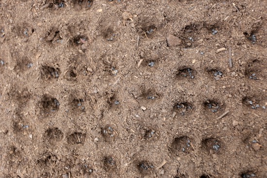 Multisown onion seeds