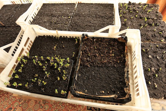 Germinating seeds in the conservatory