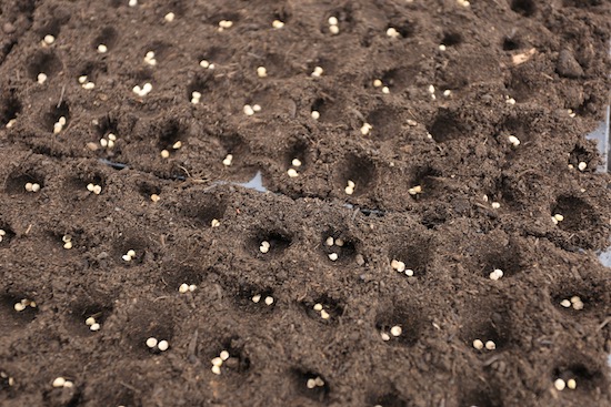 Multisown spinach seeds