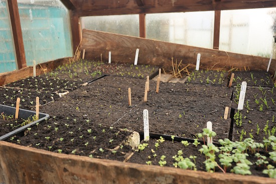 module trays sown and germinated