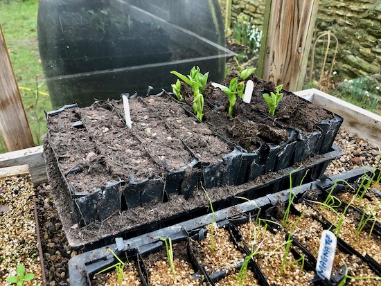 Poor germination in John Innes sowing compost