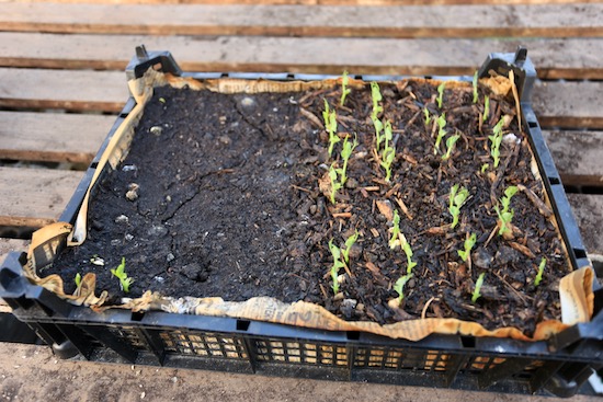 My trial of composts for growing peas