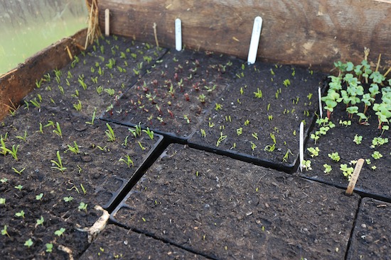 Propagation, more seedlings are appearing