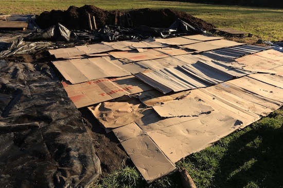 Cardboard I was given by a plumbers merchant is smothering weeds