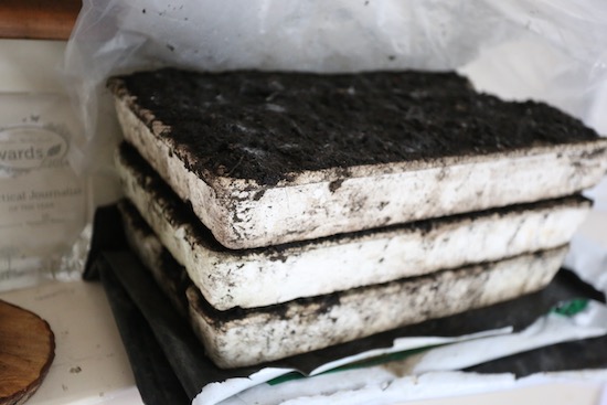 old 40 cell trays sown with broad beans