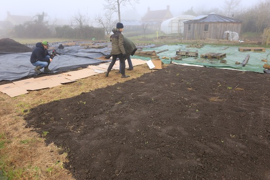 Mulching one section in the middle with cardboard