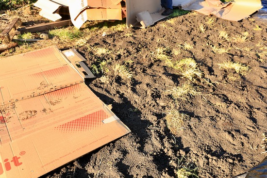 Grass regrowing after three weeks under polythene