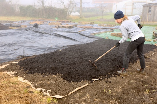 Green waste compost which Kate is raking more or less level