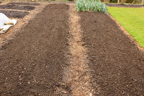 Lightly raked to disturb tiny weed seedlings