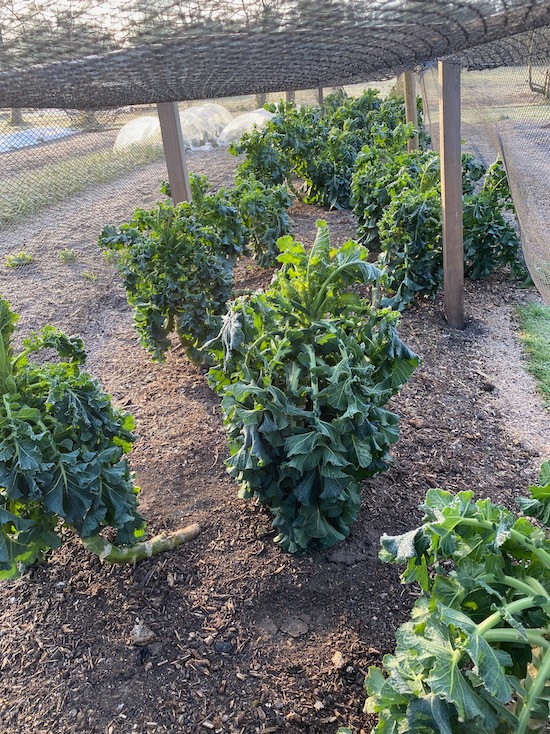 Purple sprouting broccoli has survived winter well