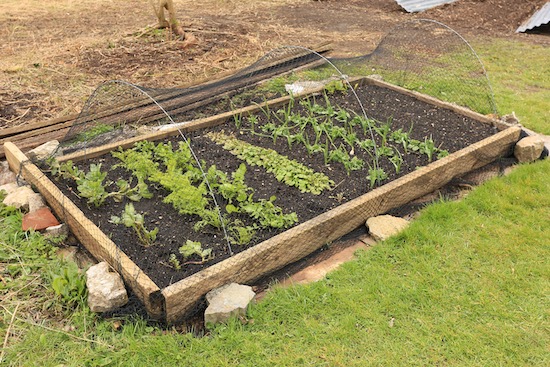 Bed created in November and planted on same day, straight into the compost