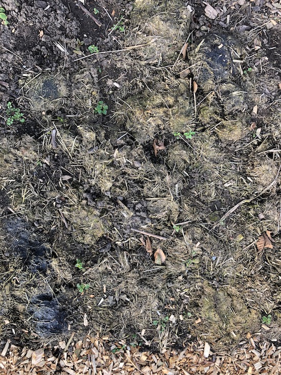 A reader's photo of manure on a bed