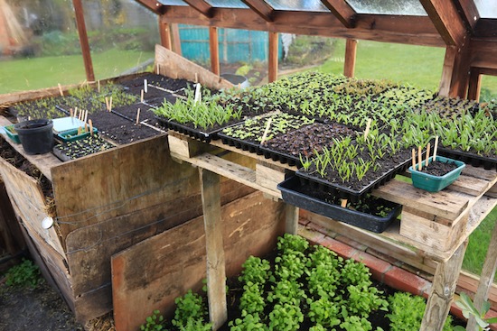 Hotbed for propagation and seedlings