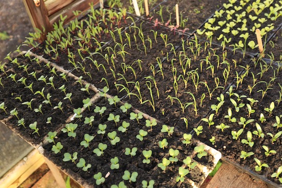multisown beetroot and singles of broccoli, fennel and coriander