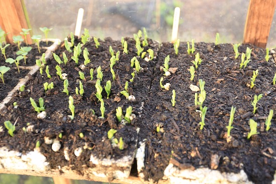 Homesaved seeds germinating strongly compared to brought seed