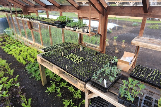 Seedling propagation on pallets stacked over salad plants