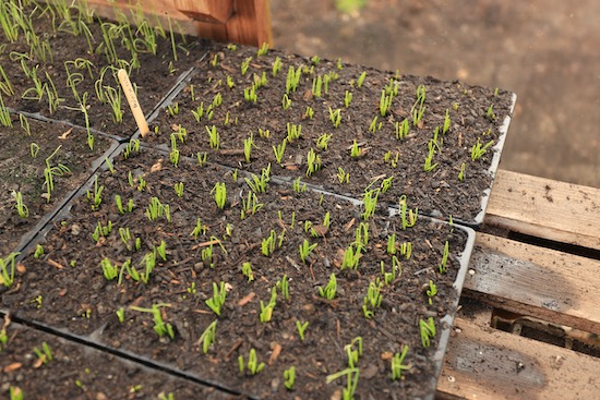 Multisown onion seedlings 19 days