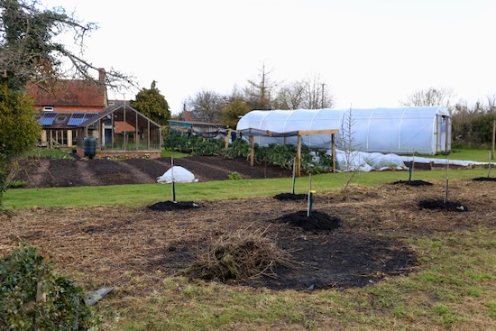 New apple trees planted among the weeds