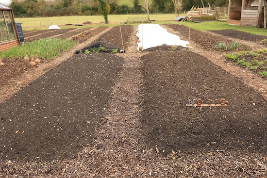 Trial beds, dig left and no dig right, same amount of compost