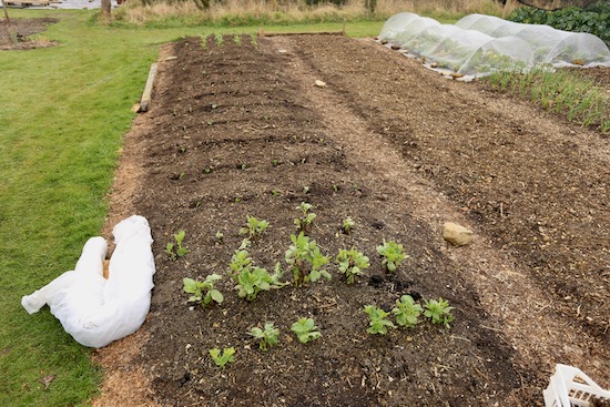 A similar loss of plants, with new plantings