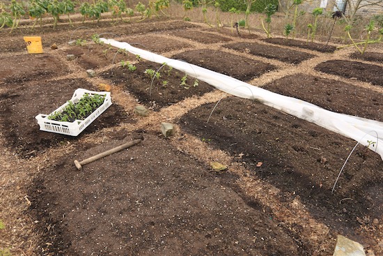 Difference in survival of broad bean plants