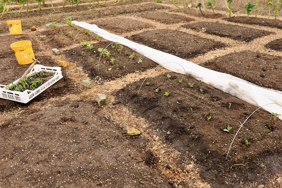 New bean transplants early March