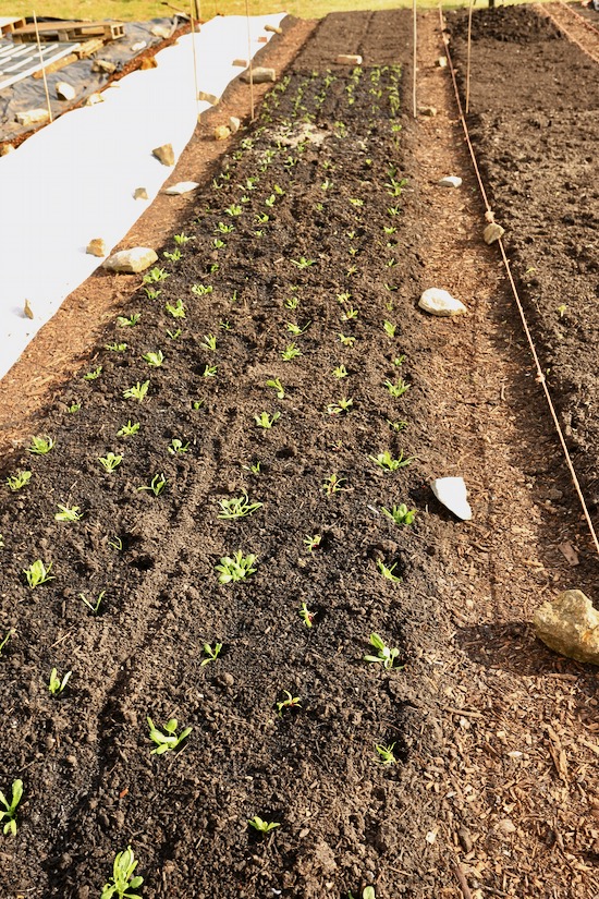 new planting spinach all Medania & fennel