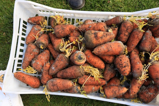 14 weeks since the carrot harvest