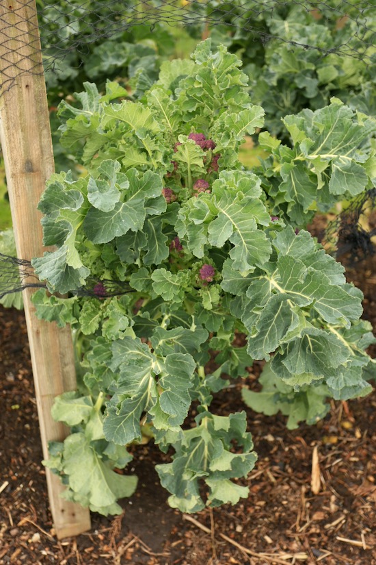broccoli soon ready Claret