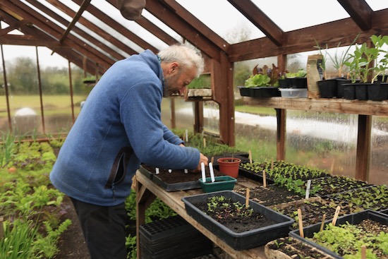 Sowing tomatoes 16th March