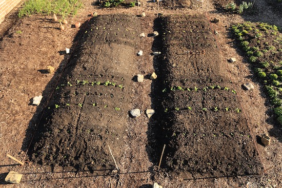 1 seedlings not hardened off