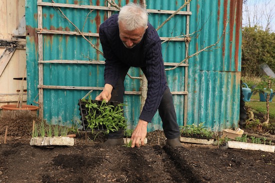 Charles transplants month old spinach