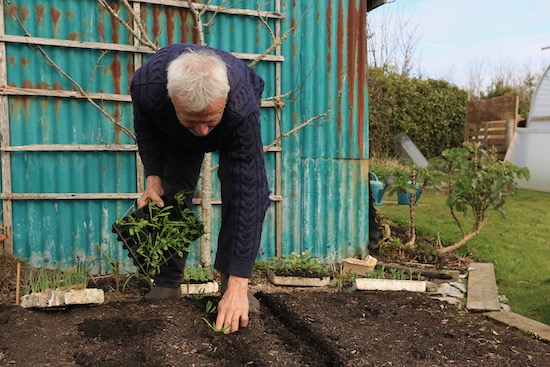 I push the root ball firmly down