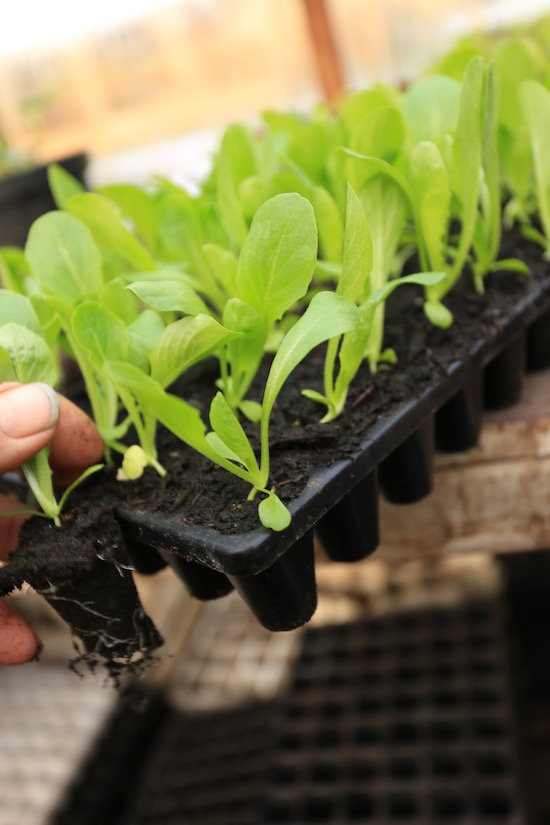 Four week old lettuce seedlings in CD60